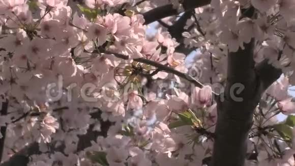 风中樱花花瓣视频的预览图