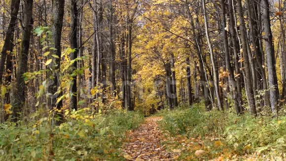 秋天森林里的小径视频的预览图