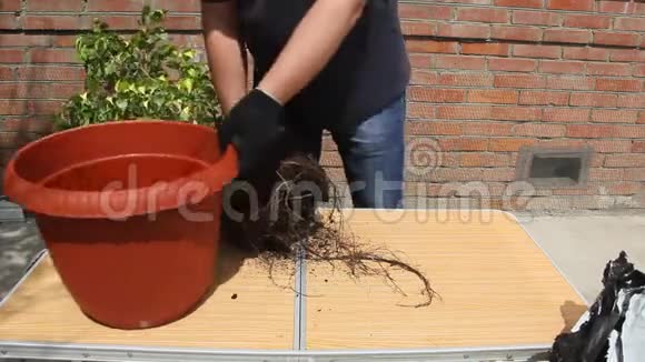 男性移植植物晴天视频的预览图
