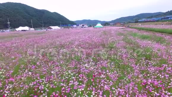 韩国京桑南道哈东的布克钦宇宙和荞麦花卉节视频的预览图