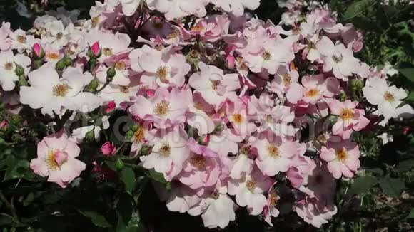 野玫瑰的粉红色和白色花朵视频的预览图