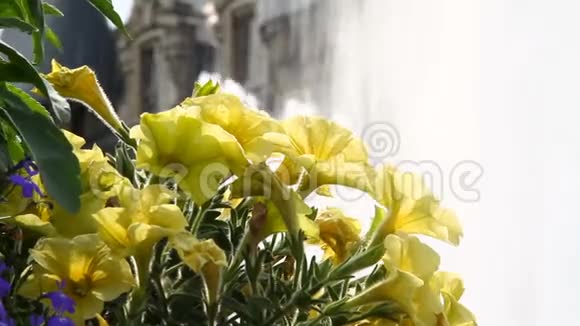 喷泉和古堡背景上的花朵视频的预览图