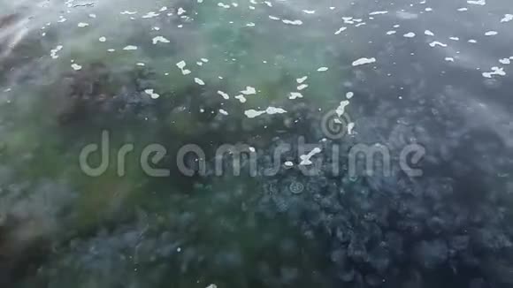 大量水母在海水中跳动视频的预览图