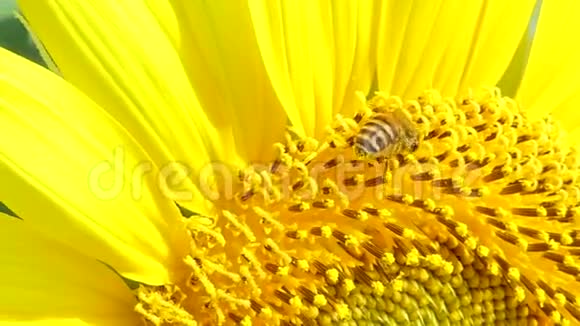 蜜蜂在夏天工作向日葵视频的预览图