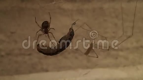 蜘蛛网和地窖蜘蛛一起工作视频的预览图