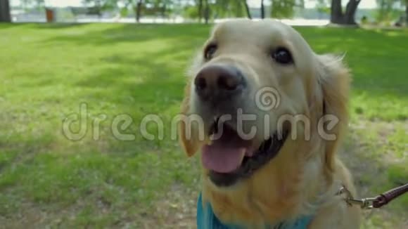 在公园里放着一只纯种的大狗视频的预览图