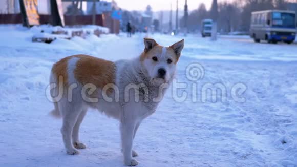 冬天的流浪狗在一条城市街上的雪上视频的预览图