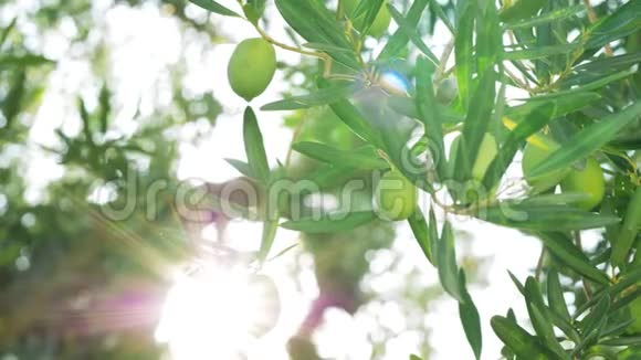 绿油油的橄榄树顶着阳光视频的预览图
