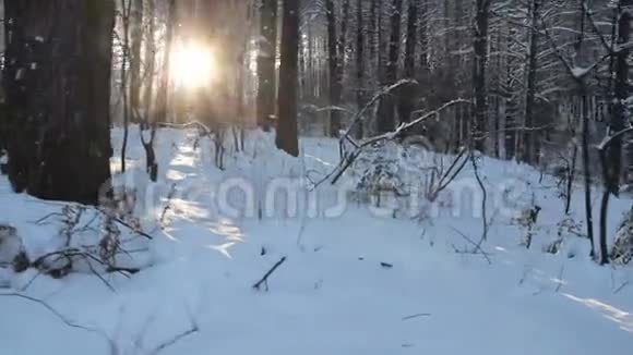 冬天森林里的阳光阳光透过覆盖着雪的树枝照耀冬季仙境冬季太阳耀斑视频的预览图