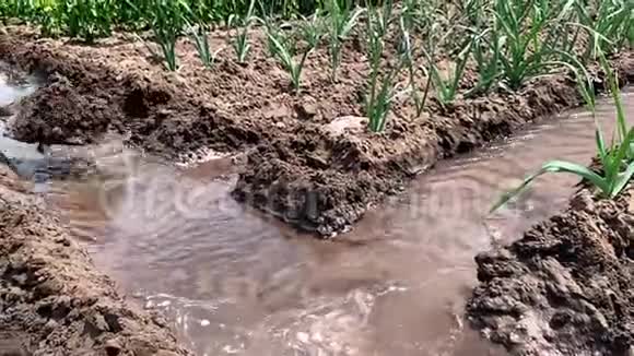 田间灌溉韭菜传统的自然浇水环保产品农业和农田农作物乌克兰视频的预览图