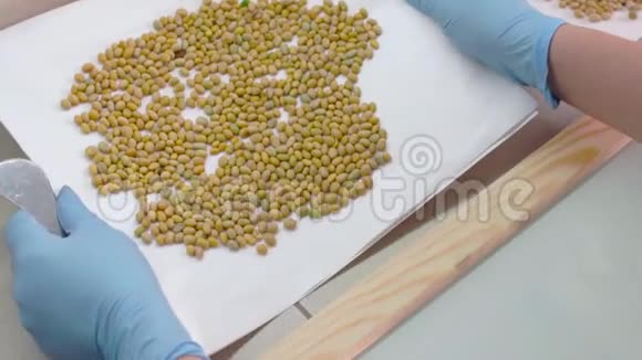 实验室的实验室助理把豌豆种子倒出来进行转基因试验视频的预览图