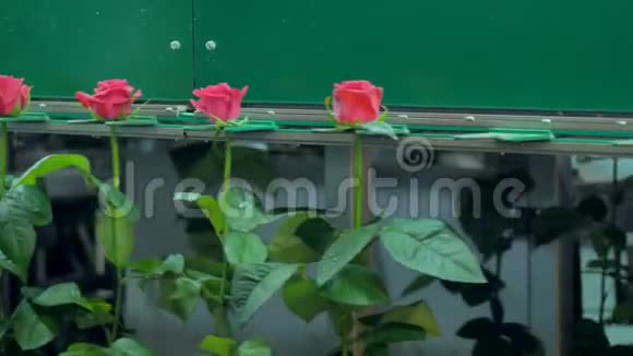 鲜艳的粉红色玫瑰在花厂加工线旋转木马上移动4K视频的预览图