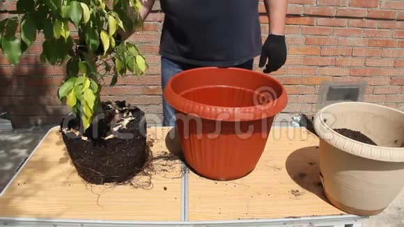 男性移植植物晴天视频的预览图