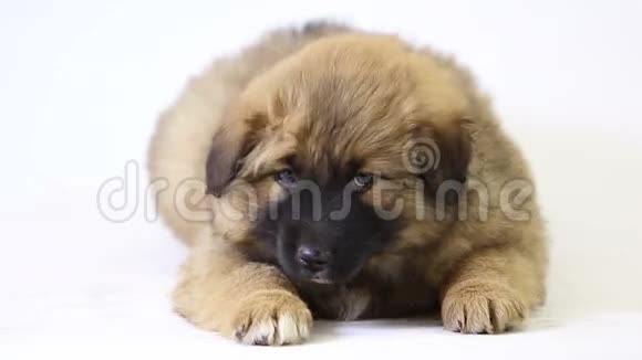 小狗躺在棕色的视频的预览图
