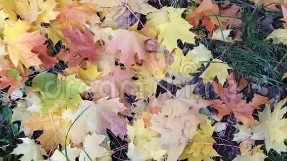 黄红秋枫叶风视频的预览图