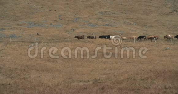 风景优美的冰岛奶牛在长满青草的小山上行走视频的预览图