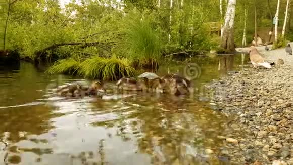 关小鸭雏在水中游泳的大群野鸟鸭子和鸭子在散步漂浮鸭子在上面视频的预览图