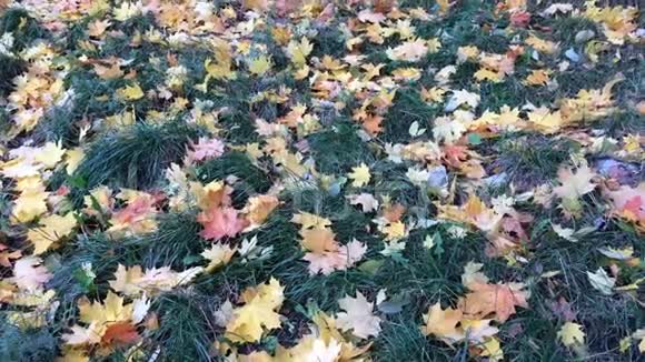 草上黄红色的枫叶在风中搅动视频的预览图
