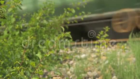 树的叶子特写在这种背景下火车没有集中注意力视频的预览图