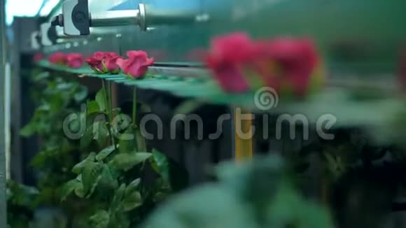 深粉红色玫瑰挂在加工线上视频的预览图