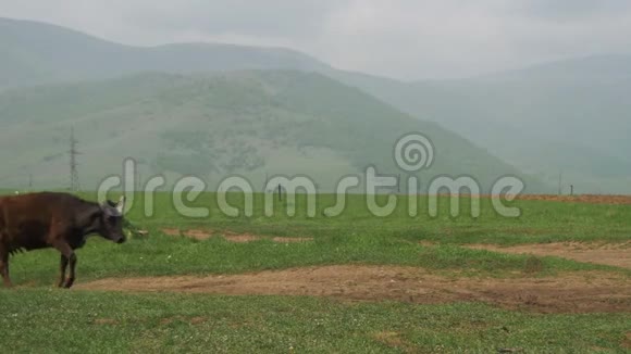 奶牛沿着亚美尼亚山区的高原行走视频的预览图