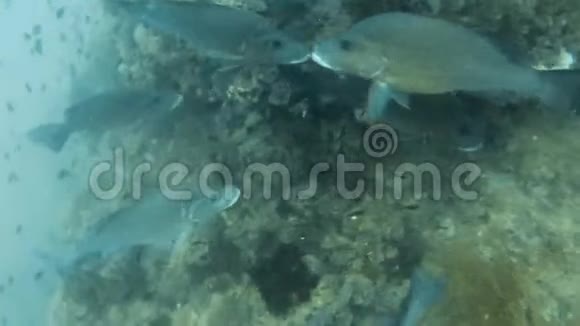 用潜水器和鱼类拍摄海床视频的预览图