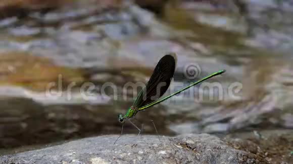 蜻蜓停留在热带雨林的岩石上视频的预览图