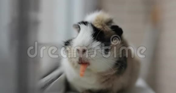 吃胡萝卜的豚鼠视频的预览图
