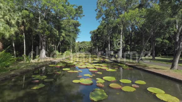 毛里求斯池塘里有大树和百合垫的绿色公园视频的预览图