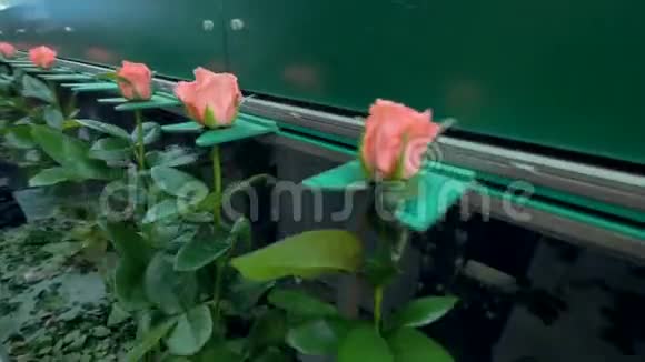 一条自动运输线在花厂里装满了刚切好的玫瑰4K视频的预览图