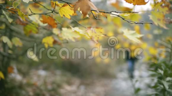 一位25岁的中东妇女行走在大自然中秋天的季节从散焦区到焦点区微笑着来到了视频的预览图