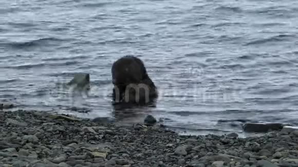 海豹坐在靠近海岸的水中安德列夫视频的预览图