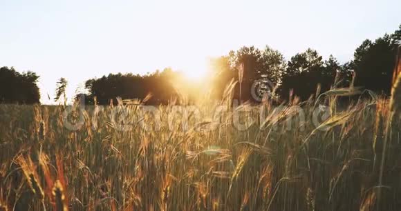 夏日的阳光照耀着绿色麦田的农业景观年轻的绿色小麦在日落黎明的时候6月视频的预览图