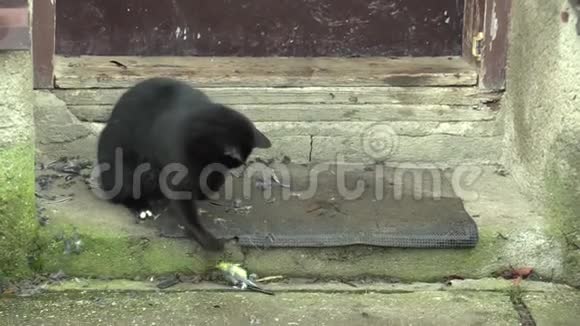 黑色美丽的家猫猫咪捕捉到一只大山雀帕鲁斯少校与猎物玩耍有着漂亮的黑色眼睛村庄视频的预览图