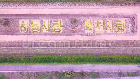 韩国京桑南道哈东的布克钦宇宙和荞麦花卉节视频的预览图