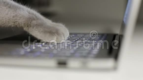 猫在笔记本电脑上打字视频的预览图