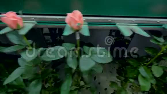 大玫瑰花茎与粉红色半开芽正在工厂线上移动4K视频的预览图