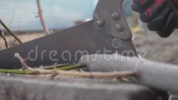 工人用手锯树枝手工锯木工人锯木生活方式特写慢镜头视频的预览图