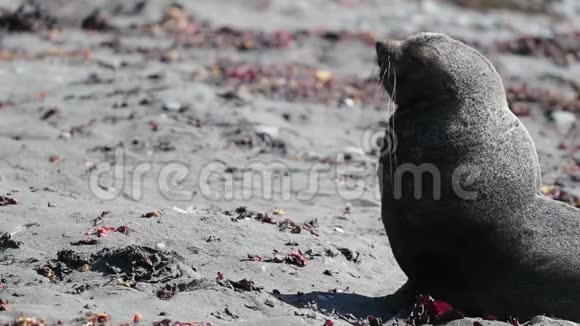 一只动物在阳光明媚的天气里坐在海滩上安德列夫视频的预览图