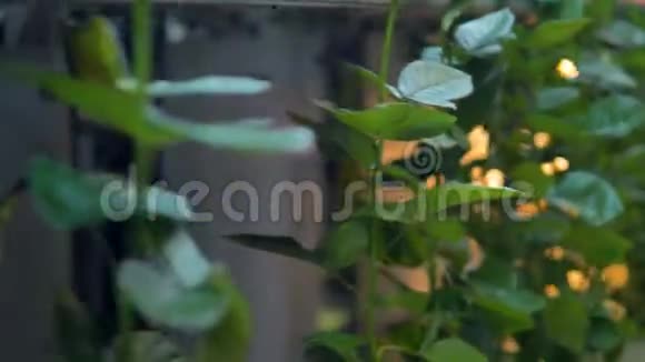 一条输送线在花厂输送单根玫瑰茎4K视频的预览图