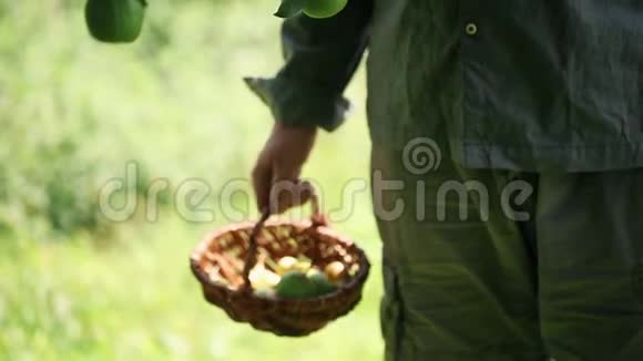 农民在篮子里摘梨视频的预览图