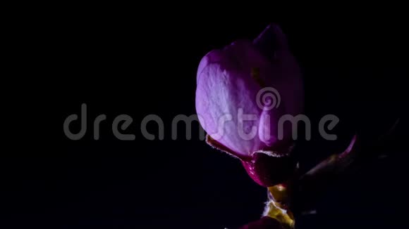 杏仁花开了粉红色的花开了花瓣视频的预览图