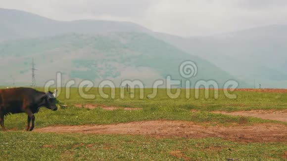 奶牛沿着亚美尼亚山区的高原行走视频的预览图