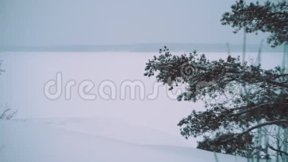 白雪覆盖的广阔冰湖前的松树枝视频的预览图