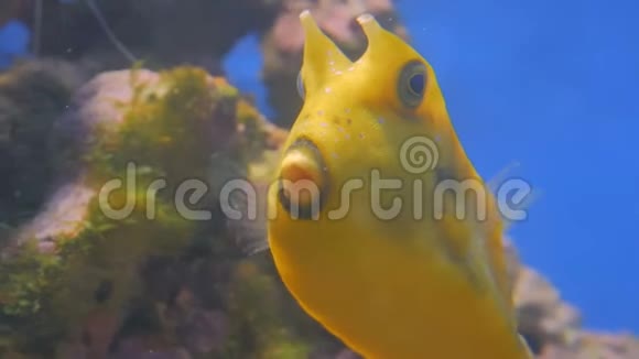 靠近珊瑚附近黄色有趣的鱼视频的预览图