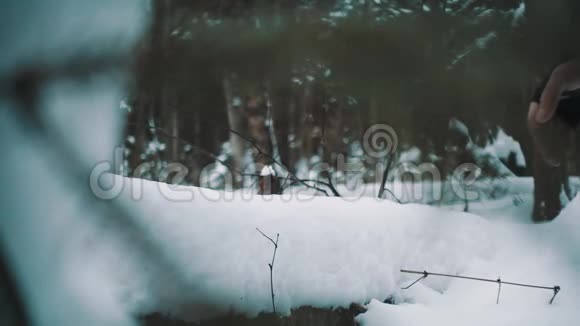 人类的手在森林中掠雪堆倒下的树视频的预览图