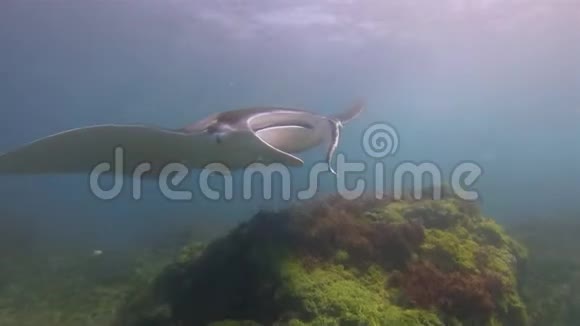 曼塔雷近距离游泳在蓝海海水和阳光海面背景视频的预览图