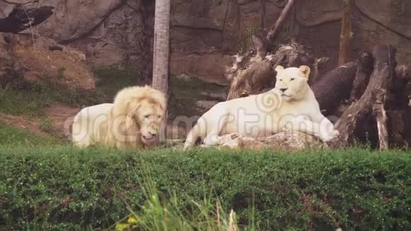雌雄白狮白狮是一种颜色突变的Transvaal狮子PantheraLeoKrugeri也视频的预览图