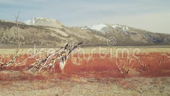 加利福尼亚沙漠的贫瘠土地视频的预览图