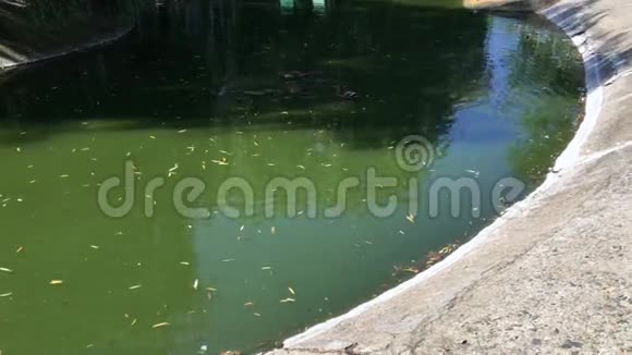 鸭子在绿色的池塘里游泳视频的预览图